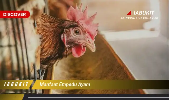 manfaat empedu ayam