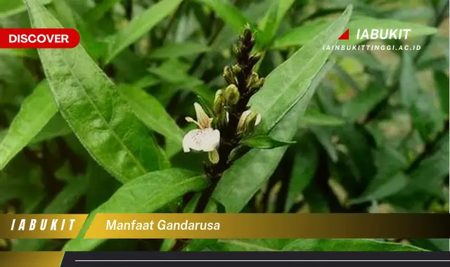 manfaat gandarusa manfaat gandarusa