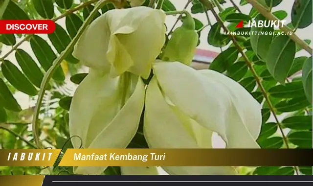 manfaat kembang turi