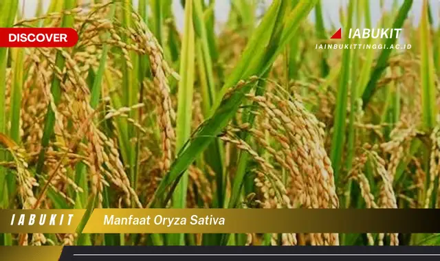 manfaat oryza sativa