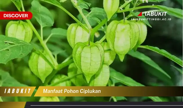 manfaat pohon ciplukan