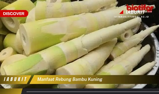 manfaat rebung bambu kuning manfaat rebung bambu kuning