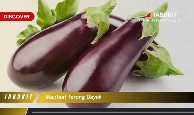 manfaat terong dayak