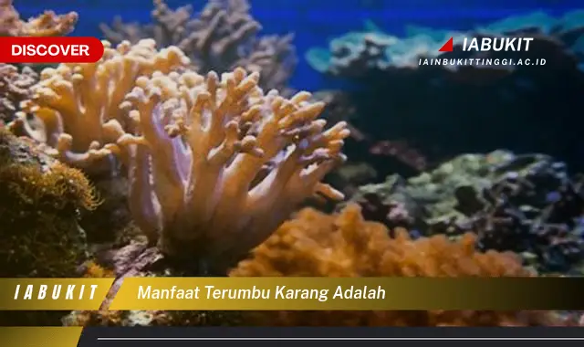 manfaat terumbu karang adalah manfaat terumbu karang adalah