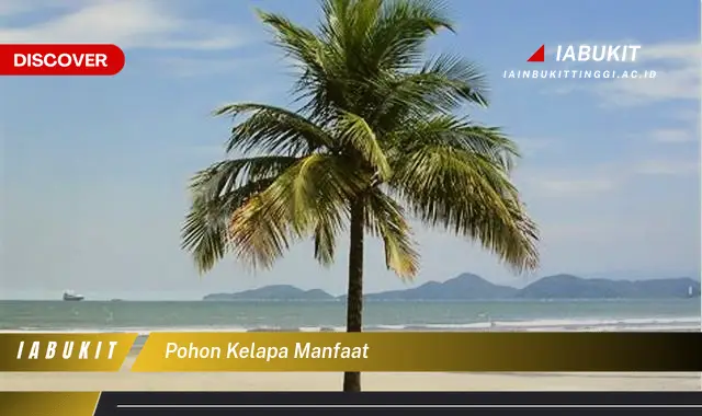 pohon kelapa manfaat pohon kelapa manfaat