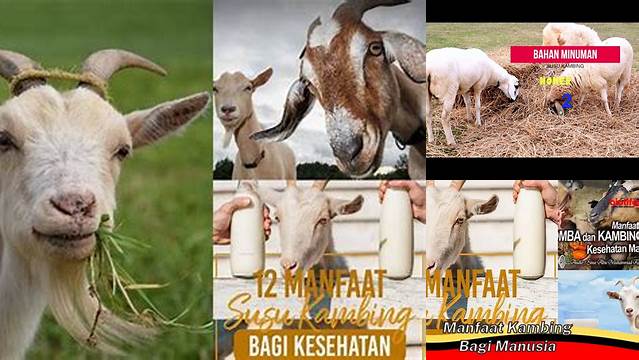 Temukan Manfaat Kambing yang Jarang Diketahui yang Akan Membuat Anda Takjub