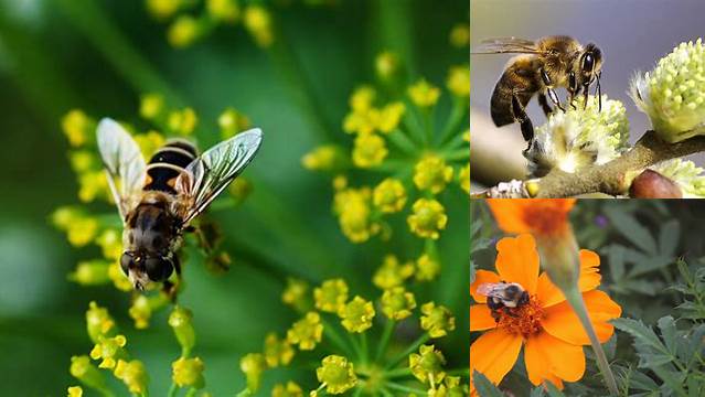 Temukan Manfaat Lebah Bagi Manusia yang Jarang Diketahui