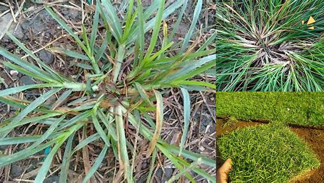 Temukan Ragam Manfaat Rumput Belulang yang Jarang Diketahui
