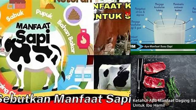 Manfaat Sapi yang Luar Biasa, Yuk Ketahui!