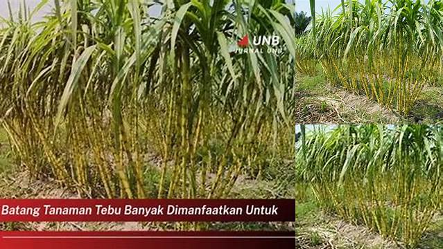 Temukan 9 Manfaat Batang Tebu yang Jarang Diketahui