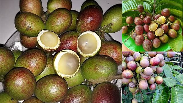 Ungkap 9 Manfaat Buah Matoa yang Jarang Diketahui