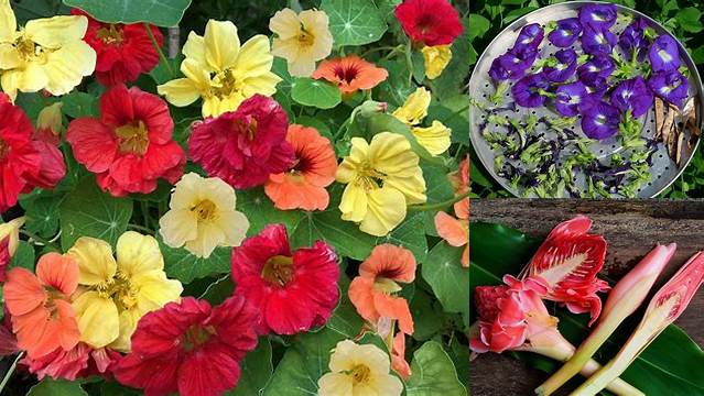 Temukan 7 Manfaat Bunga yang Bisa Dimakan yang Jarang Diketahui