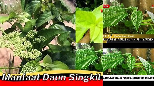 Temukan Manfaat Daun Singkil yang Jarang Diketahui