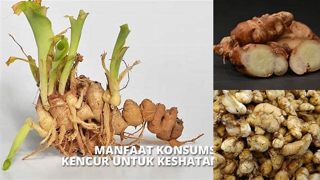 Temukan Manfaat Kencur yang Jarang Diketahui, Menakjubkan!