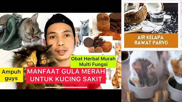 Temukan Rahasia Manfaat Air Gula Merah untuk Kucing yang Jarang Diketahui