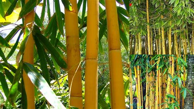 Manfaat Akar Bambu Kuning yang Wajib Anda Ketahui