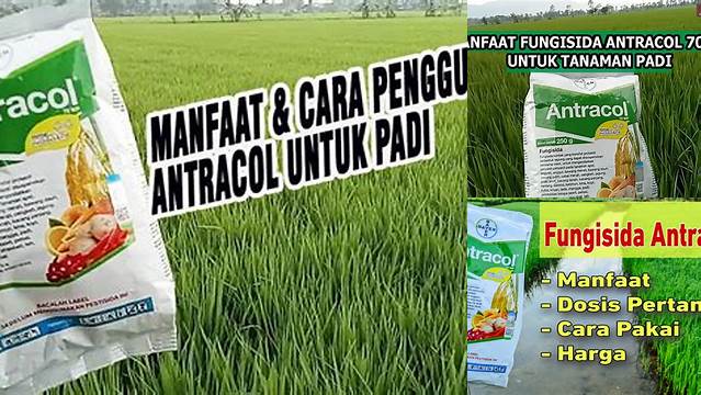 Temukan Manfaat Antracol Untuk Padi Yang Jarang Diketahui