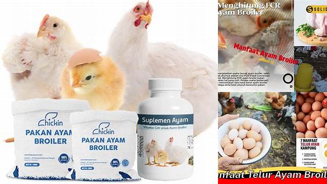 Temukan Khasiat Ayam Broiler yang Jarang Diketahui, Wajib Dibaca!