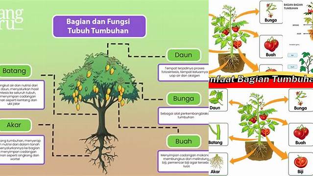 Temukan Manfaat Bagian Tumbuhan yang Jarang Diketahui