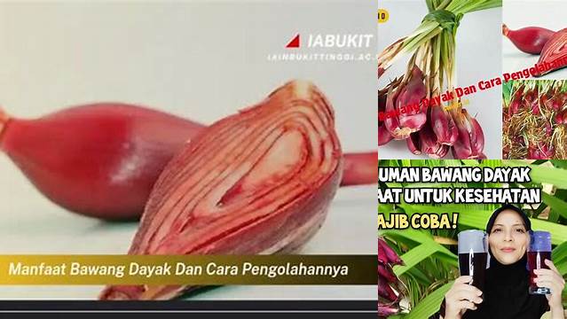 Temukan 6 Manfaat Bawang Dayak dan Cara Olahnya yang Jarang Diketahui