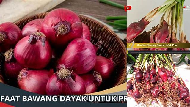 Temukan 6 Manfaat Bawang Dayak untuk Pria yang Jarang Diketahui