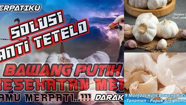 Temukan Manfaat Bawang Putih untuk Merpati Kolong yang Jarang Diketahui!