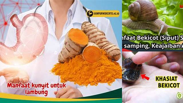 Temukan Manfaat Bekicot Bagi Lambung yang Jarang Diketahui