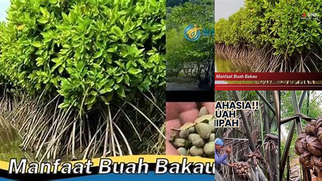 Terkuak Manfaat Buah Bakau yang Jarang Diketahui, Wajib Anda Tahu!