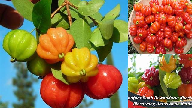 Temukan 9 Manfaat Buah Dewandaru yang Menakjubkan
