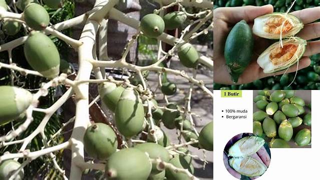 Unveil the 9 Little-Known Benefits of Jambu Muda Fruit for Women