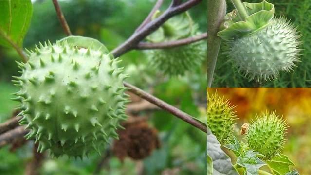 Temukan Manfaat Buah Kecubung yang Jarang Diketahui