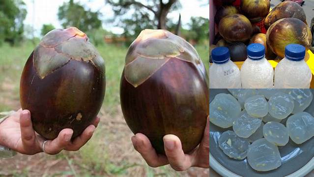 Manfaat Buah Legen: Penemuan Menakjubkan yang Perlu Diketahui