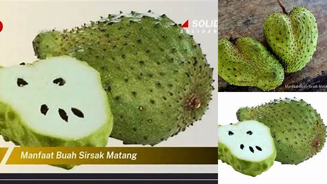 Temukan Manfaat Buah Sirsak Matang yang Jarang Diketahui