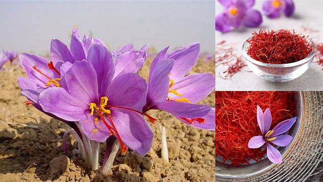 Temukan Segudang Manfaat Bunga Saffron Asli yang Jarang Diketahui