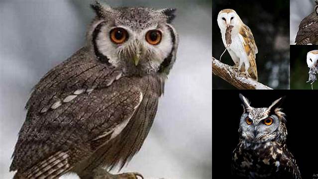 10 Manfaat Burung Hantu yang Jarang Diketahui