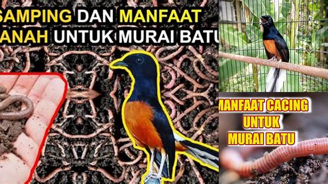 Temukan Manfaat Cacing untuk Murai Batu yang Jarang Diketahui!