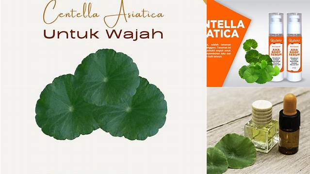 Manfaat Centella Asiatica untuk Jerawat: Penemuan dan Wawasan Baru yang Jarang Diketahui