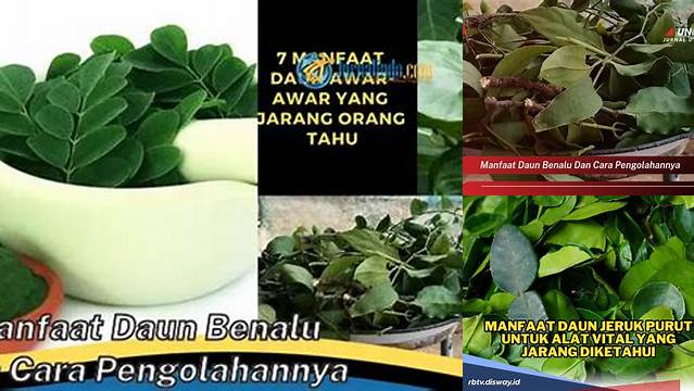 Temukan Manfaat Daun Benalu yang Jarang Diketahui dan Cara Pengolahannya!