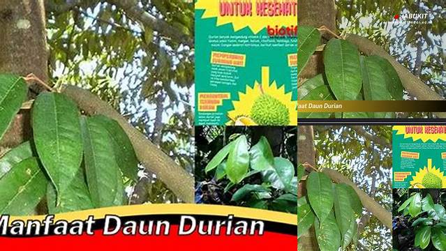 Manfaat Daun Durian yang Perlu Kamu Ketahui