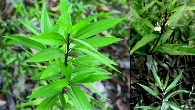 Temukan Manfaat Daun Gandarusa yang Jarang Diketahui