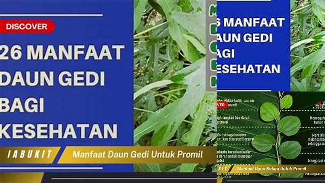 Manfaat Daun Gedi untuk Promil yang Jarang Diketahui