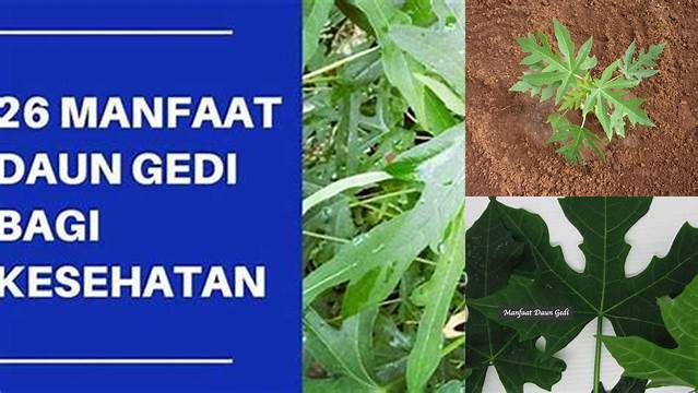 Manfaat Daun Gedi untuk Sakit Pinggang: Temuan Langka yang Perlu Anda Tahu