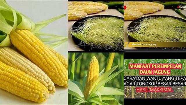 Temukan Manfaat Daun Jagung yang Jarang Diketahui