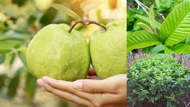 8 Manfaat Daun Jambu Merah yang Jarang Diketahui