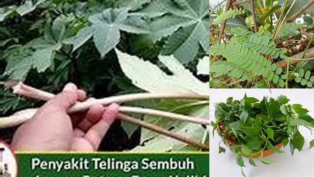 Temukan Manfaat Daun Kaliki untuk Telinga yang Jarang Diketahui