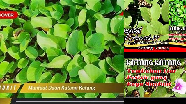 Buka Khasiat Daun Katang Katang yang Jarang Diketahui