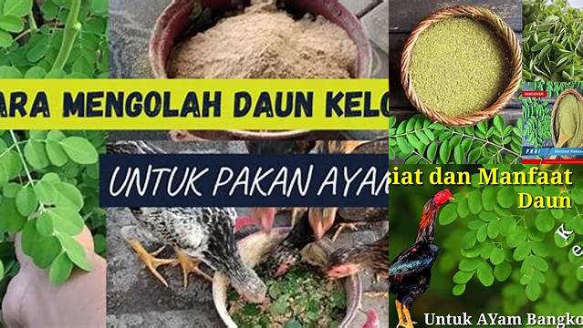 Temukan Rahasia Manfaat Daun Kelor untuk Ayam yang Jarang Diketahui