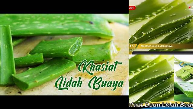 Temukan Manfaat Daun Lidah Buaya yang Jarang Diketahui