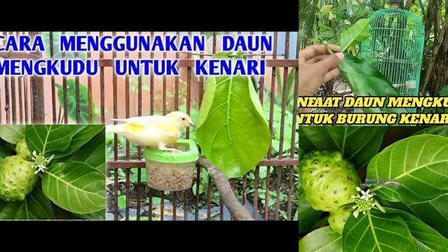 Temukan Manfaat Daun Mengkudu untuk Burung yang Jarang Diketahui