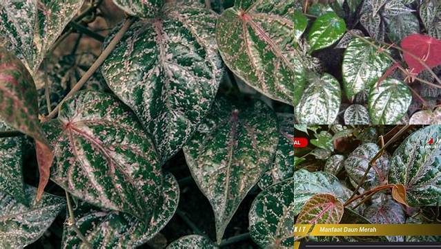 Temukan Manfaat Daun Merah yang Jarang Diketahui